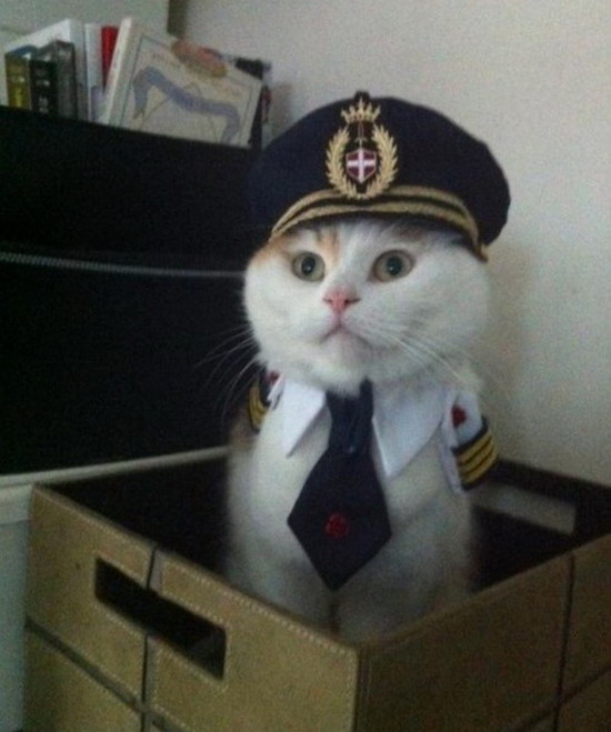 captain-cat.jpg