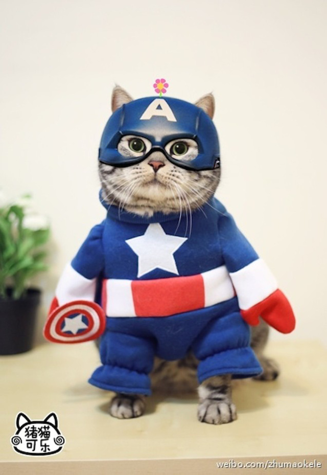 Ke-Le-Captain-America-Cat-0006.jpg